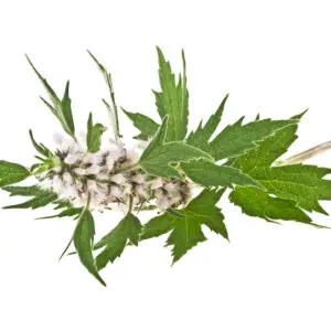 Motherwort ground