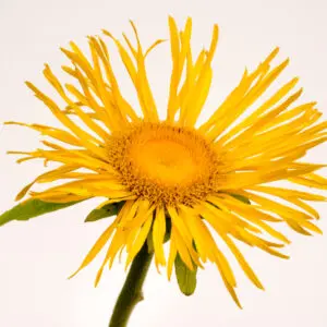 Elecampane ground