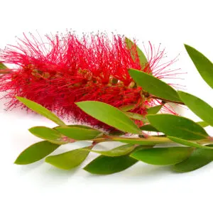 Cajuput Essential Oil