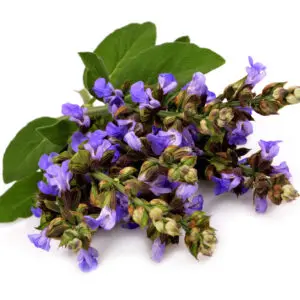 Clary Sage Essential Oil