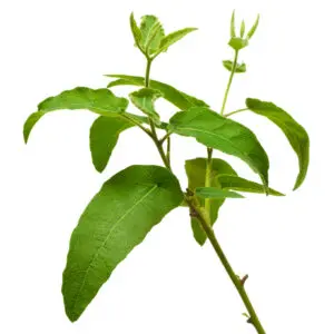 Lemon Eucalyptus Essential Oil