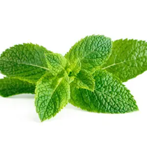 Spearmint Essential Oil