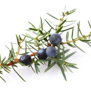 Juniper Berry Essential Oil