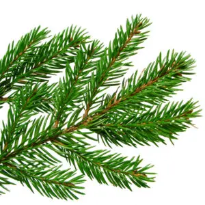 Pine Essential Oil