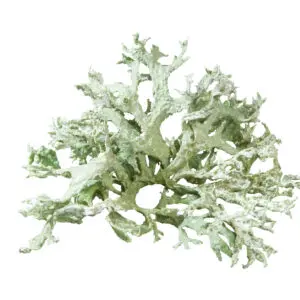 Oak Moss Essential Oil