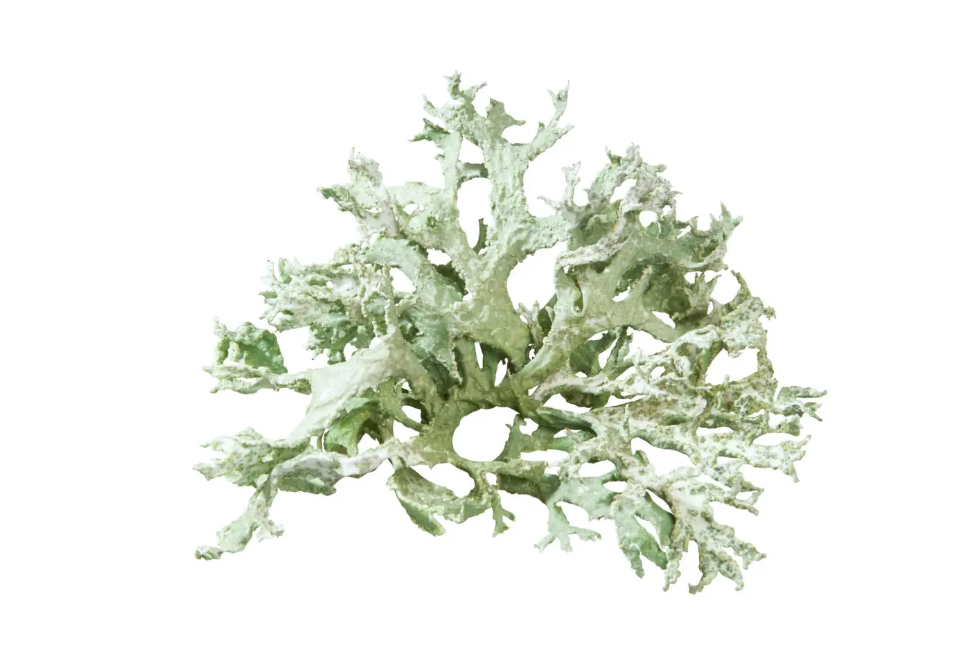Oak Moss Essential Oil