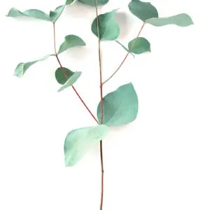 Peppermint Eucalyptus