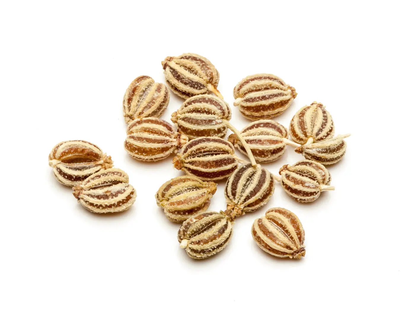 Ajowan Essential Oil - Image 2