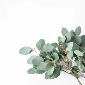 Ravensara Essential Oil