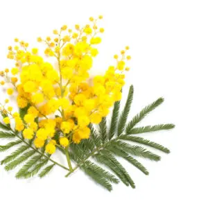 Mimosa Hydrolat